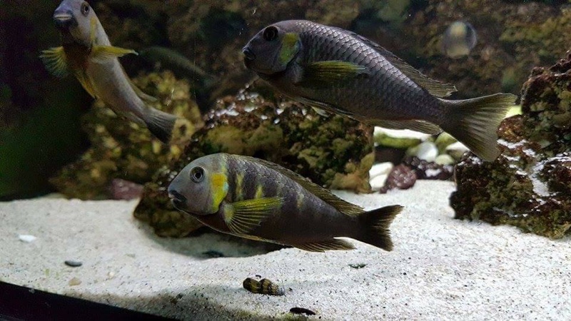 Tropheus sp. 'lukuga' Kabimba